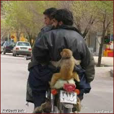 دوچرخه‌سوارها و میمون